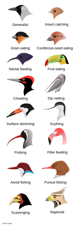 465px-birdbeaksa-svg