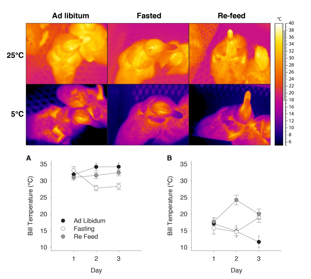 Figure 3 Thermal Images.jpg