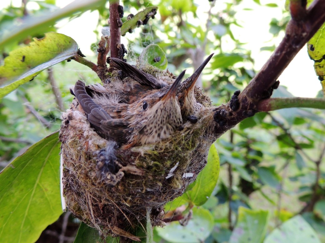 vyyh97xqeu4wvgcgdnsg_allens20nestlings