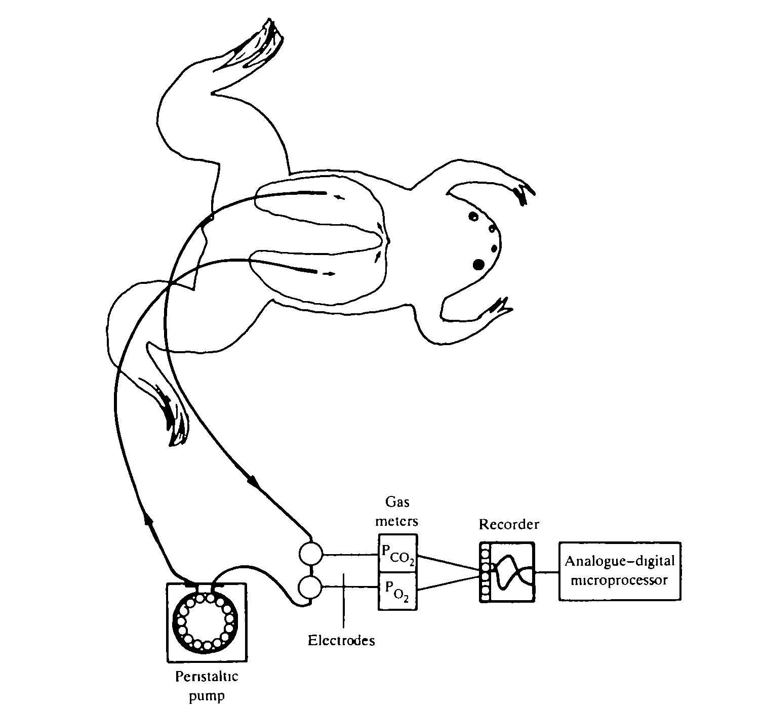 Extrapulmonary Loop.jpg