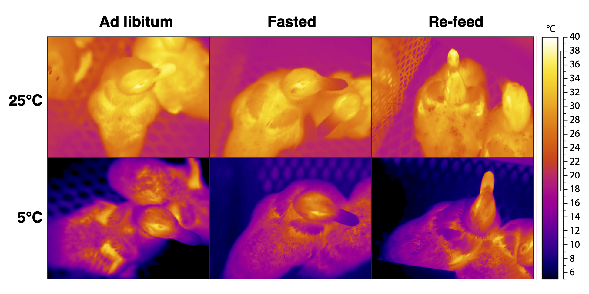 Do surface temperatures measure core temperature? No. Tattersall Lab