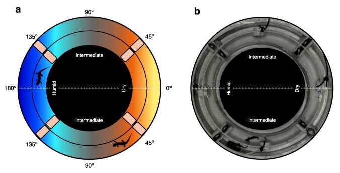 Humidity Gradient Insects Hydro Hackers: How Salamanders Outsmart “the Drying” | Tattersall Lab ...